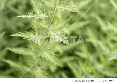 Rough herb leaves (June) Russian sage Rough herb leaves (June) Russian sage 78950768