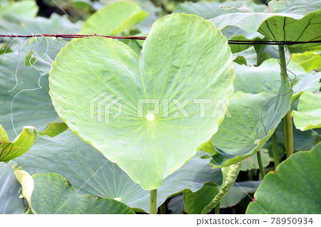 Heart-shaped hassle leaf 78950934