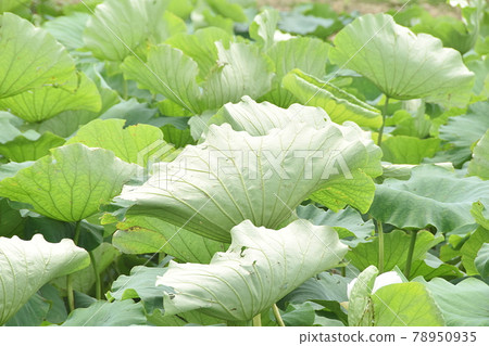 Lotus pond where the wind blows 78950935