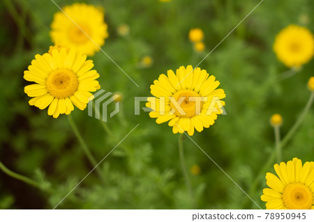 Cultivation of herbs with yellow flowers (June) Dyers chamomile 78950945