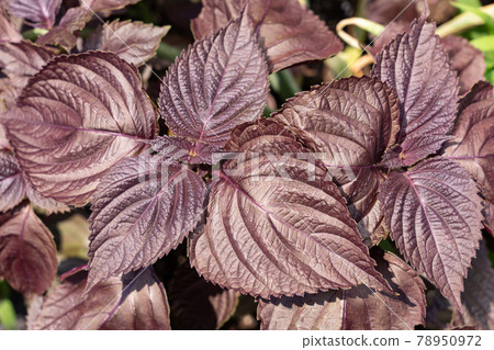 陽光下的紅紫蘇葉 六月 家庭花園 照片素材 圖片 圖庫