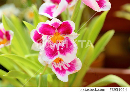 Western orchid flower Miltonia Western orchid flower Miltonia 78951034
