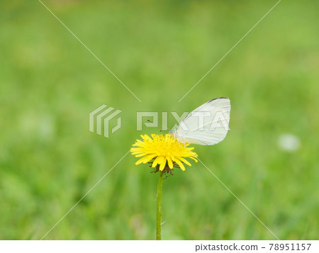 先生根吸吮蒲公英蜂蜜 78951157