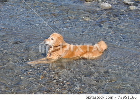 浸入河中的金毛獵犬 78951166