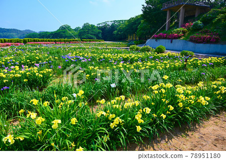 Iris Kitagata Lakeside Park Awara City 78951180
