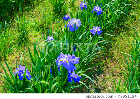 Iris Kitagata 湖濱公園蘆原市 78951184