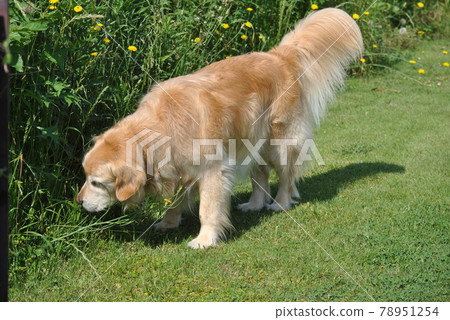 Large dog that smells 78951254