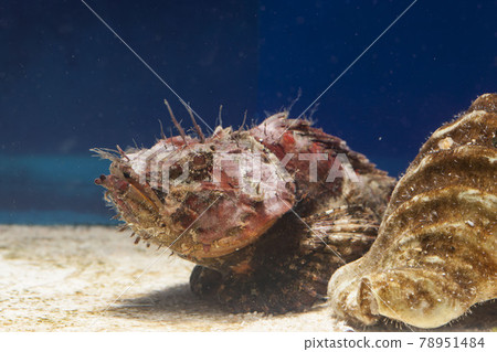 Scorpion fish scorpion fish Scorpion fish scorpion fish 78951484
