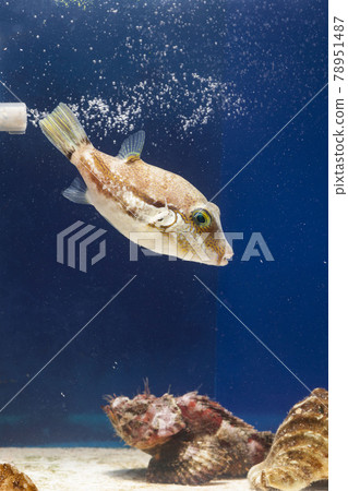 Kitamakura puffer fish scorpion fish scorpion fish 78951487