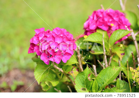 Hydrangea flower Paris 78951525