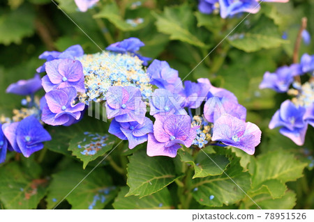 Gaku Hydrangea Flower Atsumi Shibori 78951526