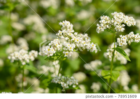 白蕎花蕎麥花(六月) 白蕎花蕎麥花(六月) 78951609