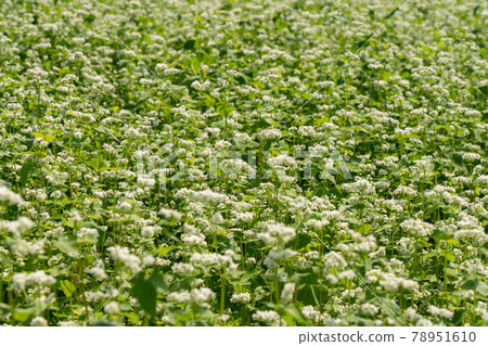 白蕎麥花田蕎麥花（6月） 78951610