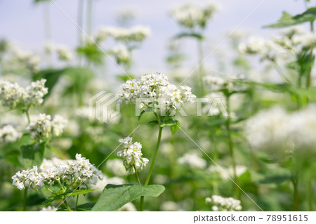 白蕎花蕎麥花(六月) 白蕎花蕎麥花(六月) 78951615