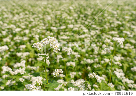 白蕎花蕎麥花 六月 照片素材 圖片 圖庫 白蕎花蕎麥花 六月 照片素材 圖片 圖庫
