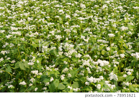 White buckwheat flower field Soba flowers (June) 78951621