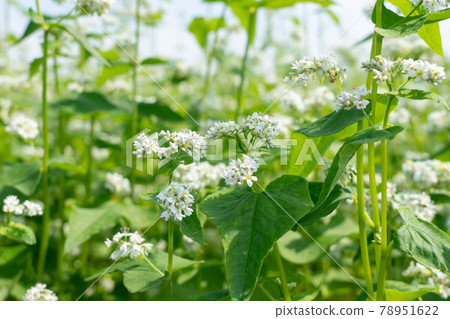 白蕎花蕎麥花 六月 照片素材 圖片 圖庫