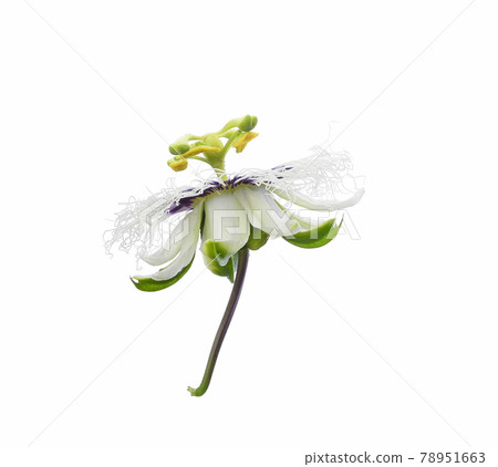 Passion fruit flower isolated on white background 78951663