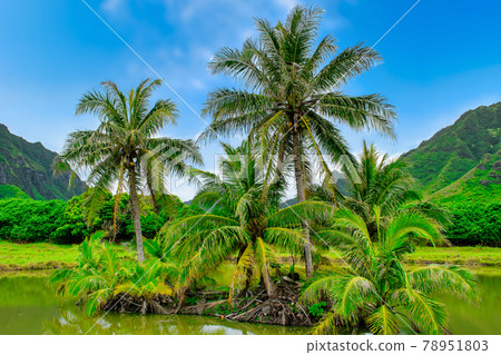 Hawaii Oahu Kualoa Ranch 78951803