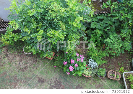 格里菲斯的灰燼花園 78951952