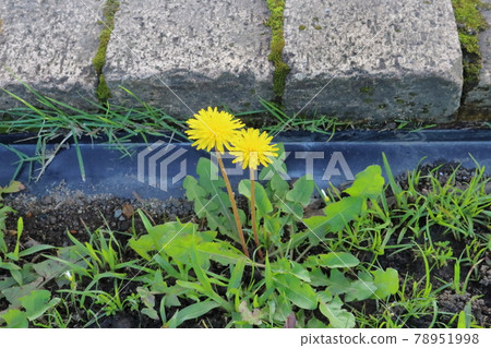 Dandelions next to the bricks Dandelions next to the bricks 78951998