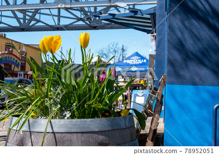 Granville Island Tulips 78952051