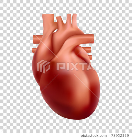 Human heart illustration. 3d realistic heart anatomy 78952329
