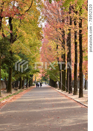 Tree-lined road on the Okayama Prefectural General Ground (Kita-ku, Okayama City, Okayama Prefecture) 78952520