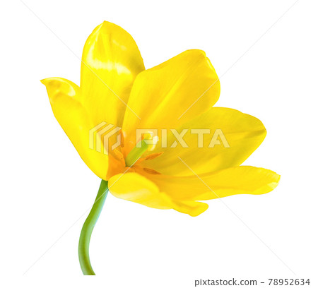 Yellow Lily flowers isolated on a white background Yellow Lily flowers isolated on a white background 78952634