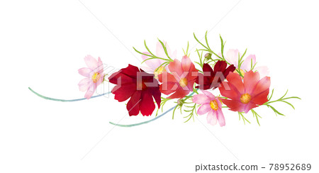 Cosmos bouquet watercolor illustration Cosmos bouquet watercolor illustration 78952689