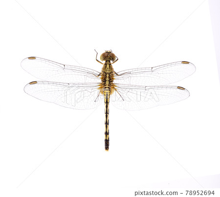 dragonfly on white background dragonfly on white background 78952694