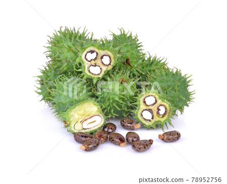 Castor on white background 78952756