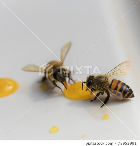 Cute bee kids eating honey 78952991