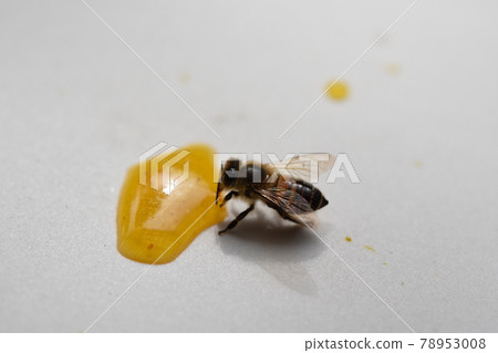 Cute bee kids eating honey 78953008
