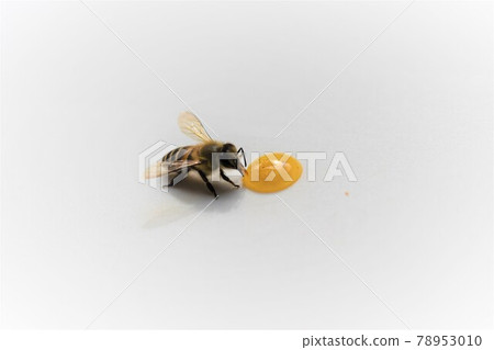Cute bee kids eating honey Cute bee kids eating honey 78953010