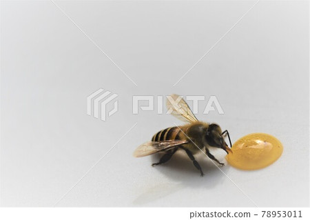 Cute bee kids eating honey Cute bee kids eating honey 78953011