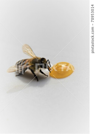 Cute bee kids eating honey 78953014