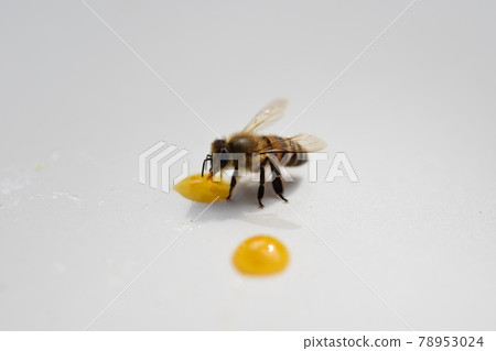 Cute bee kids eating honey 78953024