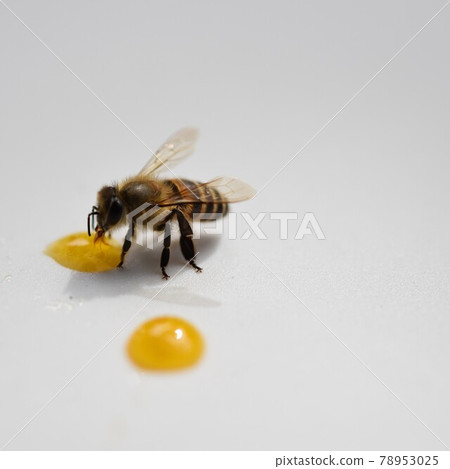 Cute bee kids eating honey 78953025