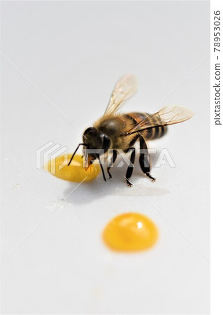Cute bee kids eating honey Cute bee kids eating honey 78953026