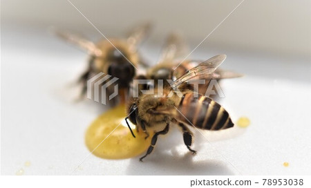 Cute bee kids eating honey Cute bee kids eating honey 78953038