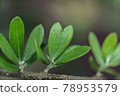 Olive heart leaf 78953579