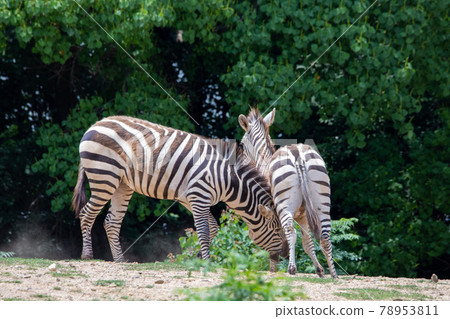 Two zebras to play with Two zebras to play with 78953811