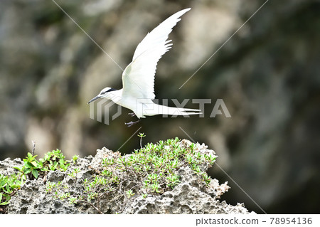 野鳥/燕鷗 78954136