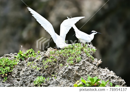 野鳥/燕鷗 78954137