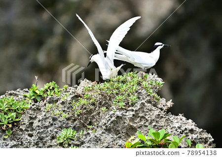 野鳥/燕鷗 78954138