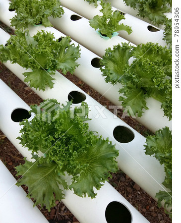 Organic Hydroponic vegetable farm without chemical 78954306