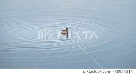Little grebe isolated in a clam lake, making water ripples as duck swims. 78954514