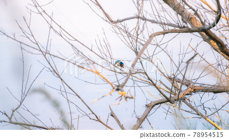 Kingfisher bird perched in the withered branches near a lake in the evening. 78954515