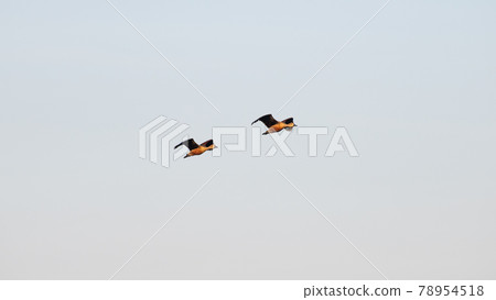 Lesser whistling duck pair's flight is in perfect sync, as they enjoying the flight in the sky evening. 78954518